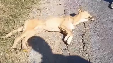 Photo of Dog Laid Motionless on the Edge of the Road, Under the Hot Sun, Almost Dying, but a Miracle Happened