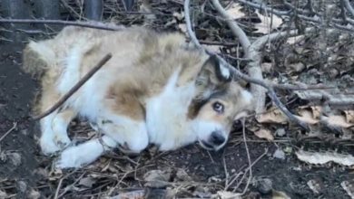 Photo of Dog Abandoned In The Forest Cried Out Of Fear Until He Finally Got Found