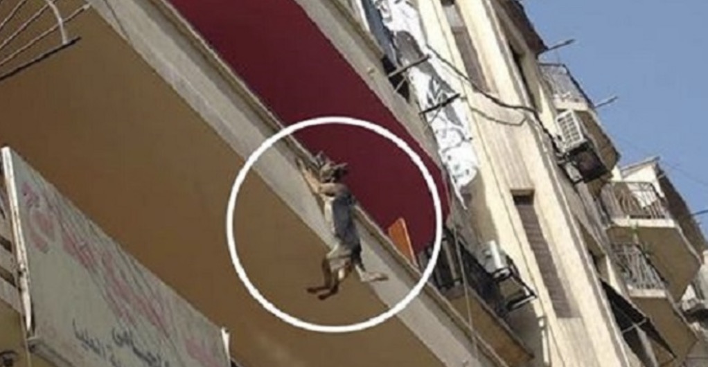 Desperate Leap for Freedom: A Dog’s Harrowing Struggle Chained Up, Starved, and Thirsty on a Balcony