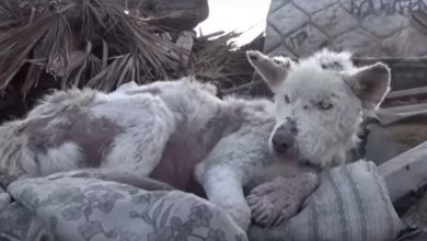 Photo of Stray Puppy Who Used To Live In Garbage Has One Wish