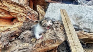 Photo of Abandoned Kitten Cries Out for Help in Parking Lot! How Could We Help Him…