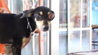 Photo of Poor Dog With Ruptured Eye Never Stops Wagging His Tail…