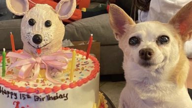 Photo of Cake-ful Celebration: Dog’s 4th Birthday Made Memorable with Twin Brother Cake. !g