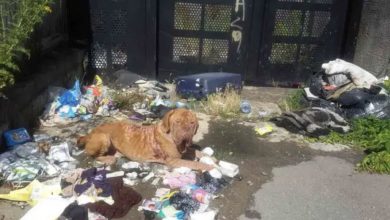 Photo of Heartbreaking Scene: Emaciated Dog Scavenges for Food in Trash Pile