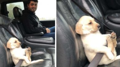 Photo of Adorable Labrador Puppy Buckles Up for the Ride, Ensuring Safety and Cuteness in Her Owner’s Car