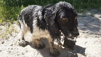 Photo of A Heartwarming Tale of a Woman’s Compassion: A Wet Dog with a Surprising Collar Finds Hope