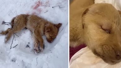 Photo of Lonely Pooch Left to Die in the Freezing Woods and Ambushed by Wild Wolves