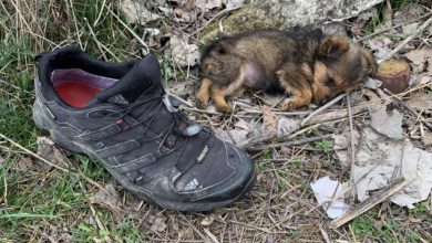 Photo of The Heartwarming Tale of a Tiny Pup Saved from a Landfill by Unwavering Love