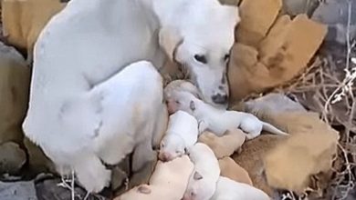 Photo of A Mother’s Unwavering Love: Abandoned Dog Starves to Feed Puppies with Her Milk