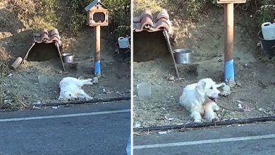Photo of Loyal Dog Won’t Leave Owner’s Crash Site And Inspires The Community To Build Him A New Home