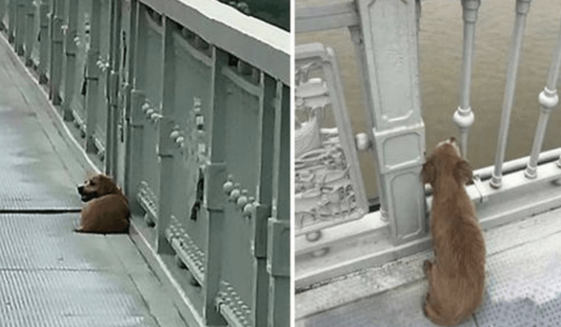 Owner’s Life Ends in Bridge Jump, Leaving Loyal Dog Behind in Solitude
