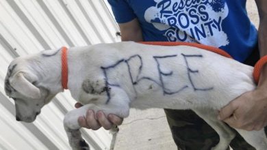 Photo of Abandoned Dog Found with ‘Free’ and ‘Good Home Only’ Written on Body