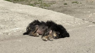 Photo of An Unfortunate Pooch: Starved and Helpless, Collapsed on the Roadside with Ticks Infesting His Body