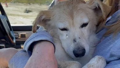 Photo of Homeless and Heartbroken: Abandoned Blind Dog Finds Comfort in a Kind Stranger’s Embrace at the Landfill