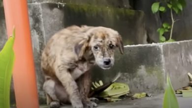Photo of From Desolation to Delight: Heartwarming Journey of a Resilient Stray Puppy