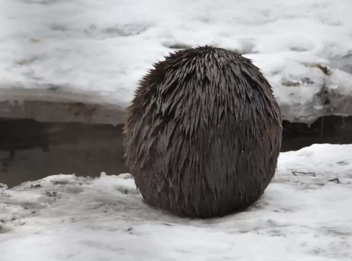 Wildlife Photographer Captures Unusual Photo of a Bear Hiding in the Snow but It Was Not A Bear At all