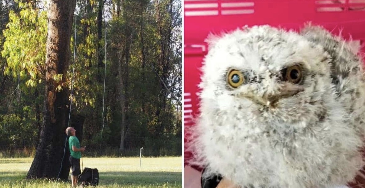 Reunited in the Sky: WIRES Successfully Relocates Stuck Bird to Nest