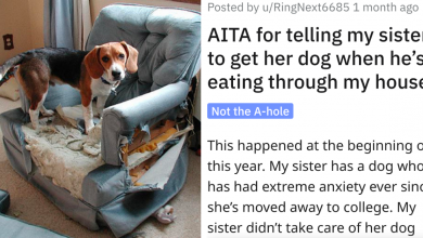 Photo of Family Forces Redditor To Take Care Of Sister’s Destructive Dog, Drama Ensues When They Refused