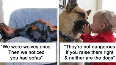 Photo of 30 Dog Facts That Show Dogs Are Truly Man’s Best Friends