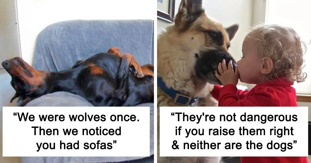 30 Dog Facts That Show Dogs Are Truly Man’s Best Friends