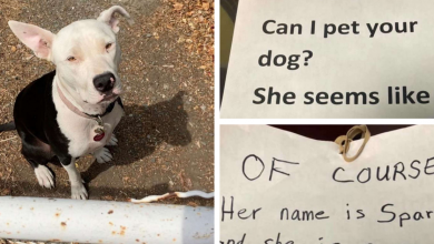Photo of Woman Asks Neighbour For Permission To Pet Their Dog In A Note