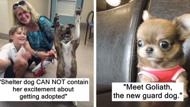 Photo of These Lucky Dogs Just Got Adopted And You Can See The Happiness On Their Faces