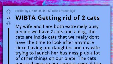 Photo of Secretly Parting with Their Pet: Husband’s Controversial Question about Rehoming the Cat Behind Wife’s Back