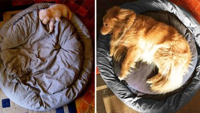 Photo of 20 Pictures That Will Make You Realize How Fast Dogs Grow Up