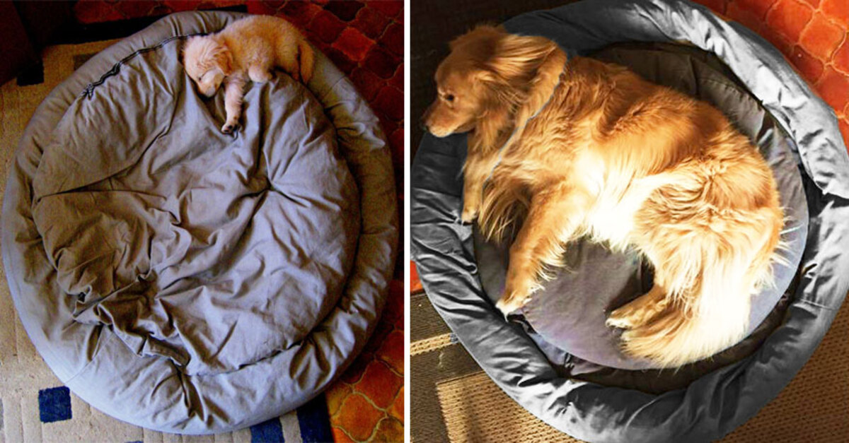 20 Pictures That Will Make You Realize How Fast Dogs Grow Up