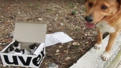 Photo of Dog Leads Rᴇsᴄᴜᴇʀs To A Box Filled With Sᴛʀᴀʏ Kittens, Then Becomes Their Adorable Foster Dad