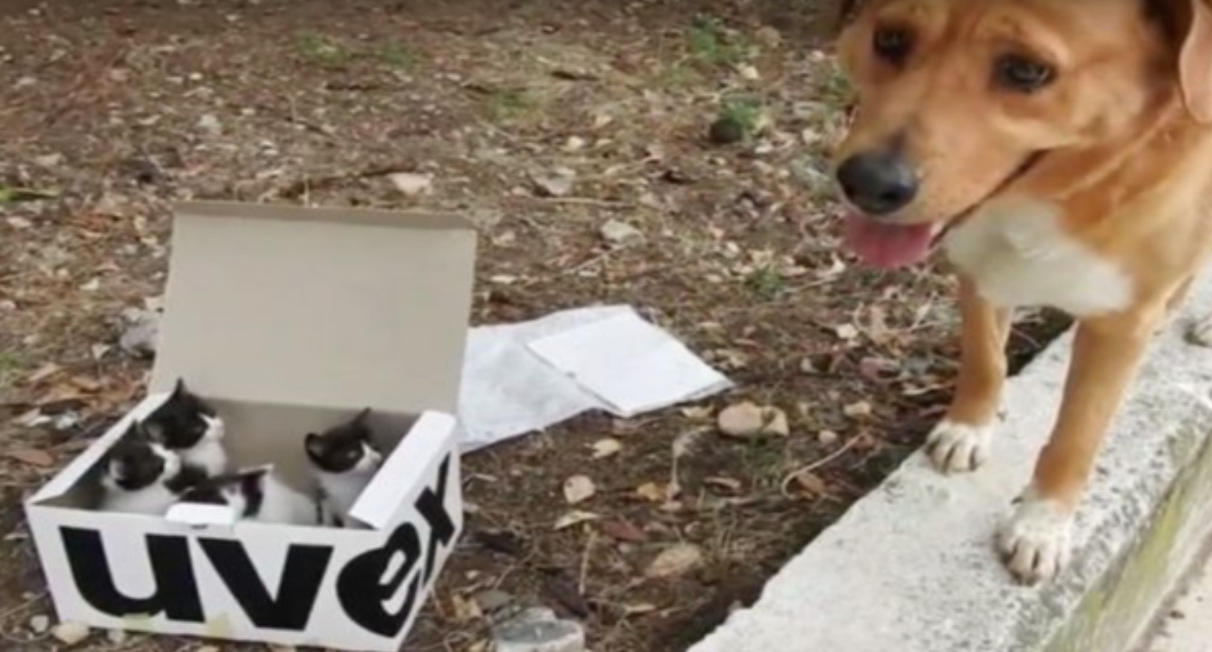 Dog Leads Rᴇsᴄᴜᴇʀs To A Box Filled With Sᴛʀᴀʏ Kittens, Then Becomes Their Adorable Foster Dad
