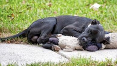 Photo of After somebody shared a photo of a homeIess dog sleeping with a stuffed animal, the image went viraI