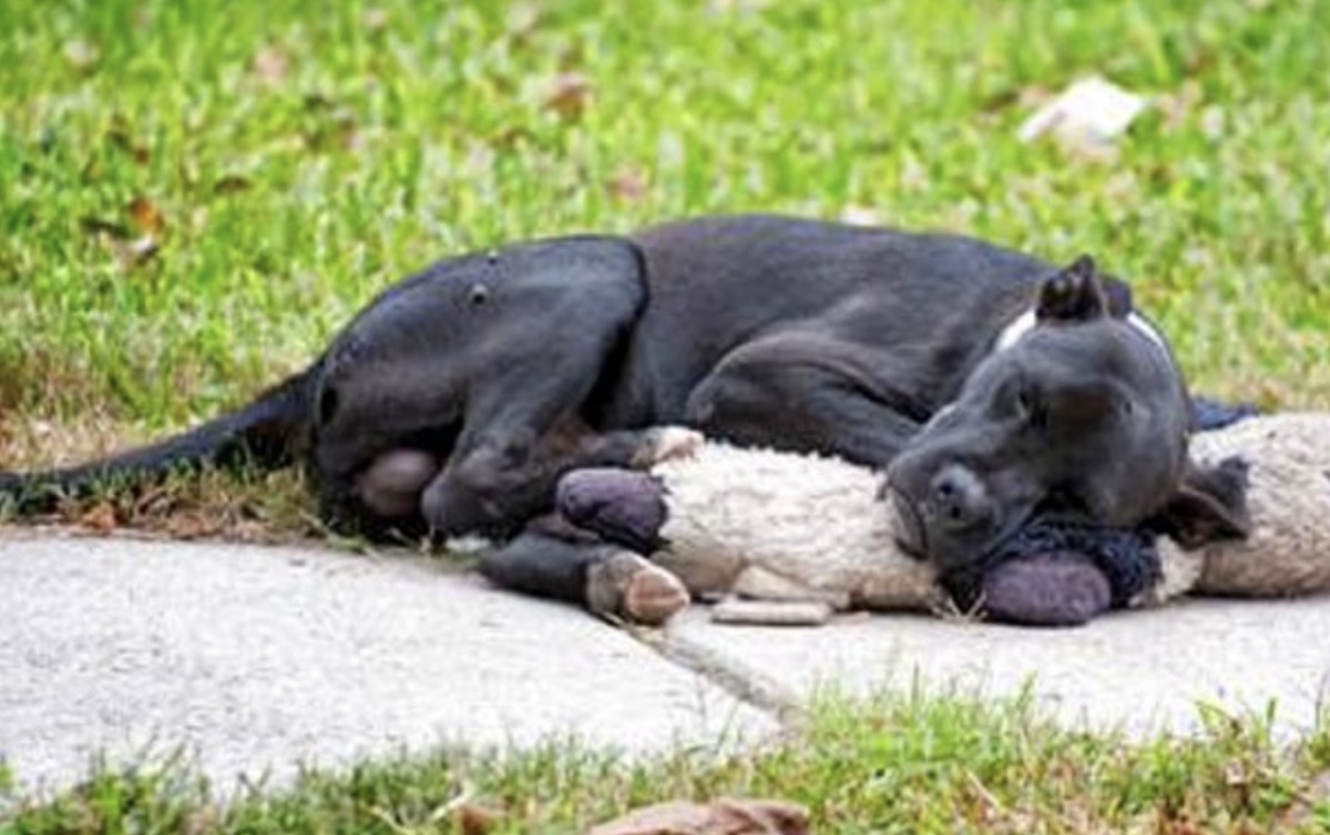 After somebody shared a photo of a homeIess dog sleeping with a stuffed animal, the image went viraI