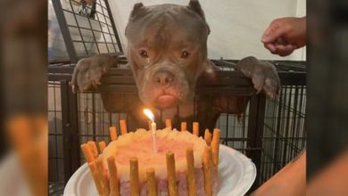 Photo of He had a happy birthday! When the homeless dog celebrated his first birthday at the animal shelter, he sobbed with delight.
