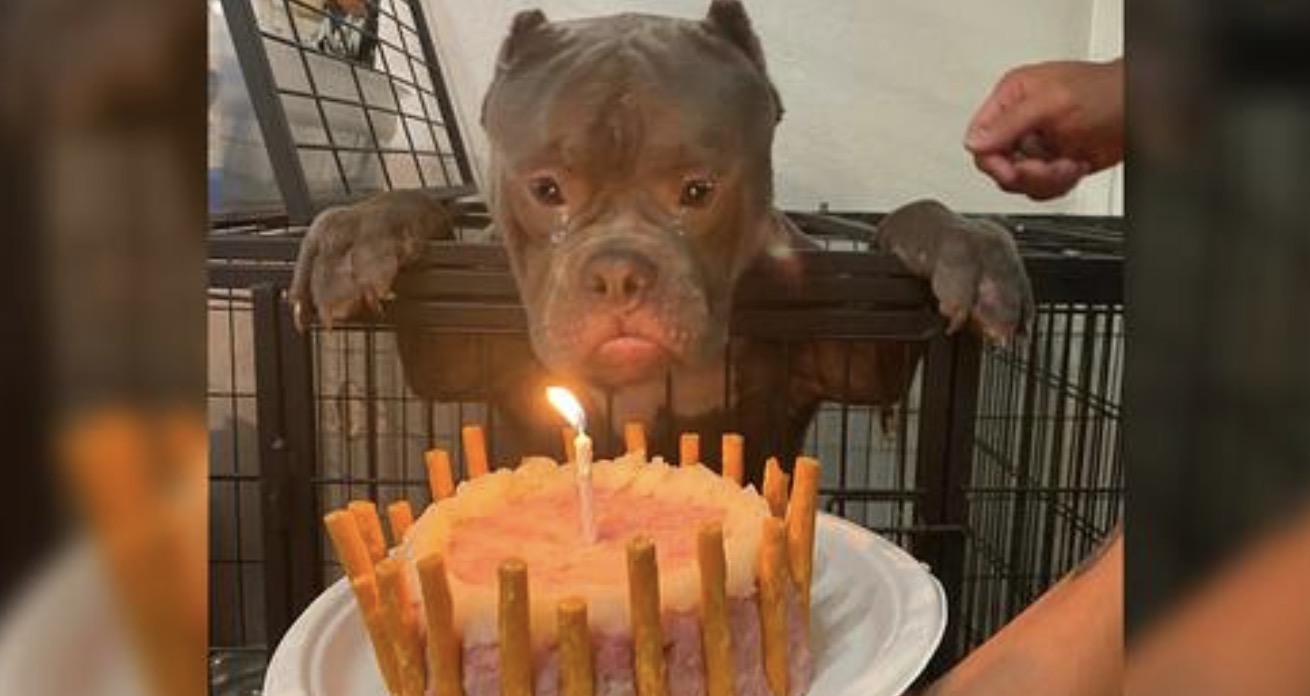 He had a happy birthday! When the homeless dog celebrated his first birthday at the animal shelter, he sobbed with delight.