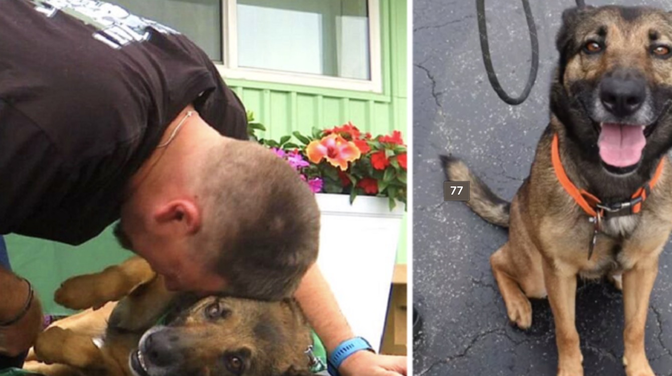 Dog Thrown From A Balcony Gets New Lease Of Life As Veteran’s Service Dog