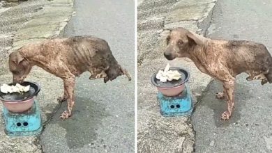 Photo of Abandoned dog with only two legs survived but no one helpe