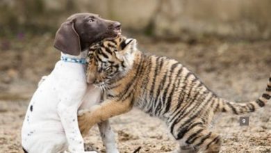 Photo of Tiger Cub Rᴇᴊᴇᴄᴛᴇᴅ By Its Mother Finds A Best Friend In A Puppy