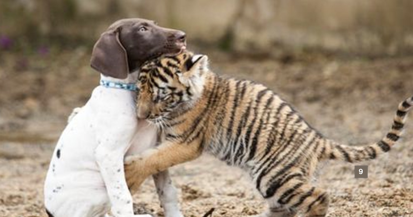 Tiger Cub Rᴇᴊᴇᴄᴛᴇᴅ By Its Mother Finds A Best Friend In A Puppy LOLitopia