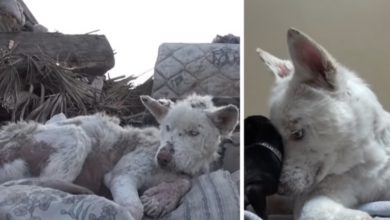 Photo of Homeless Husky Collapses After Living In Garbage Dump Outside City For Yearso