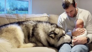 Photo of Giant Husky Melts 4M Hearts Meeting New Baby Brother For First Time