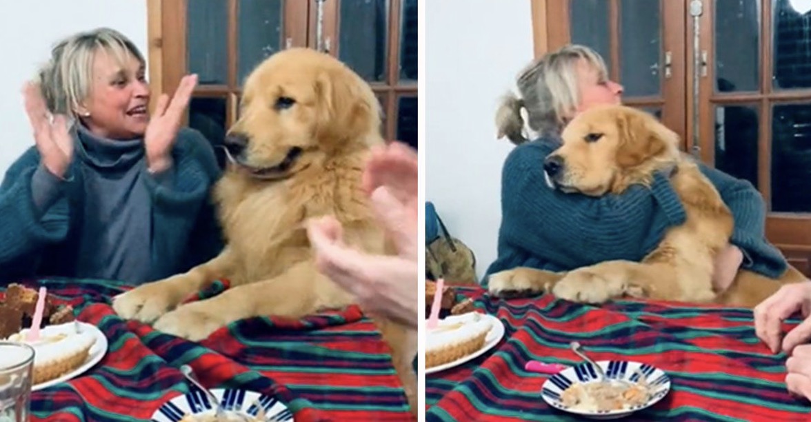 Dog Was Very Excited When Family Sings Happy Birthday To Him. He Kept Jumping