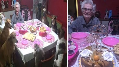 Photo of Dogs Throw The Most Adorable Party For Grandma’s 89th Birthday
