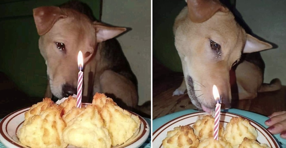 The once-abandoned dog met with joy: The dog shed tears as the new family held its first birthday party