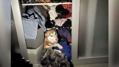 Photo of Adopted Husky Surprises Shelter-Owners with Unforeseen Litter of Puppies