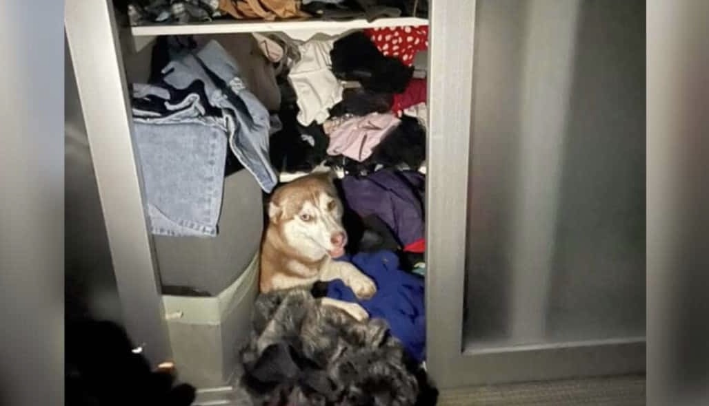 Adopted Husky Surprises Shelter-Owners with Unforeseen Litter of Puppies