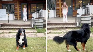 Photo of Bride and Groom’s Pre-Wedding Moment with Rescue Dog Restores Faith