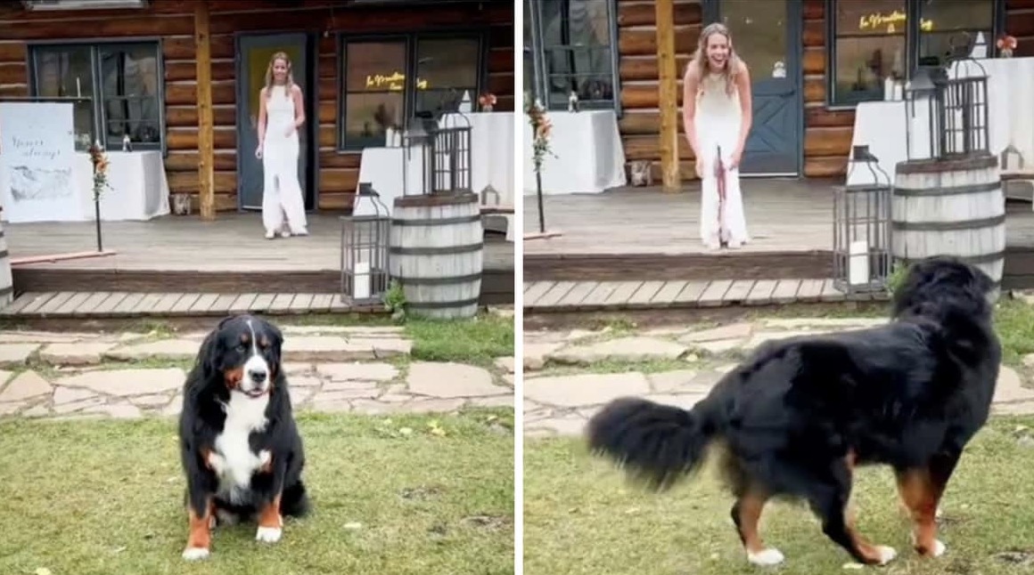 Bride and Groom’s Pre-Wedding Moment with Rescue Dog Restores Faith
