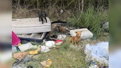 Photo of Good Samaritan Alerts Local Rescue After Stumbling Across Troubling Sight of Stray Dogs