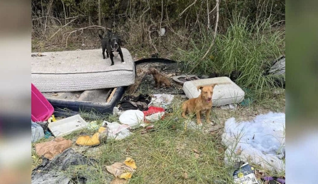 Good Samaritan Alerts Local Rescue After Stumbling Across Troubling Sight of Stray Dogs